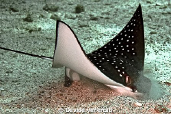 Searching for lunch! Eagle ray, taken @ El Quseir with Ni... by Davide Vimercati 